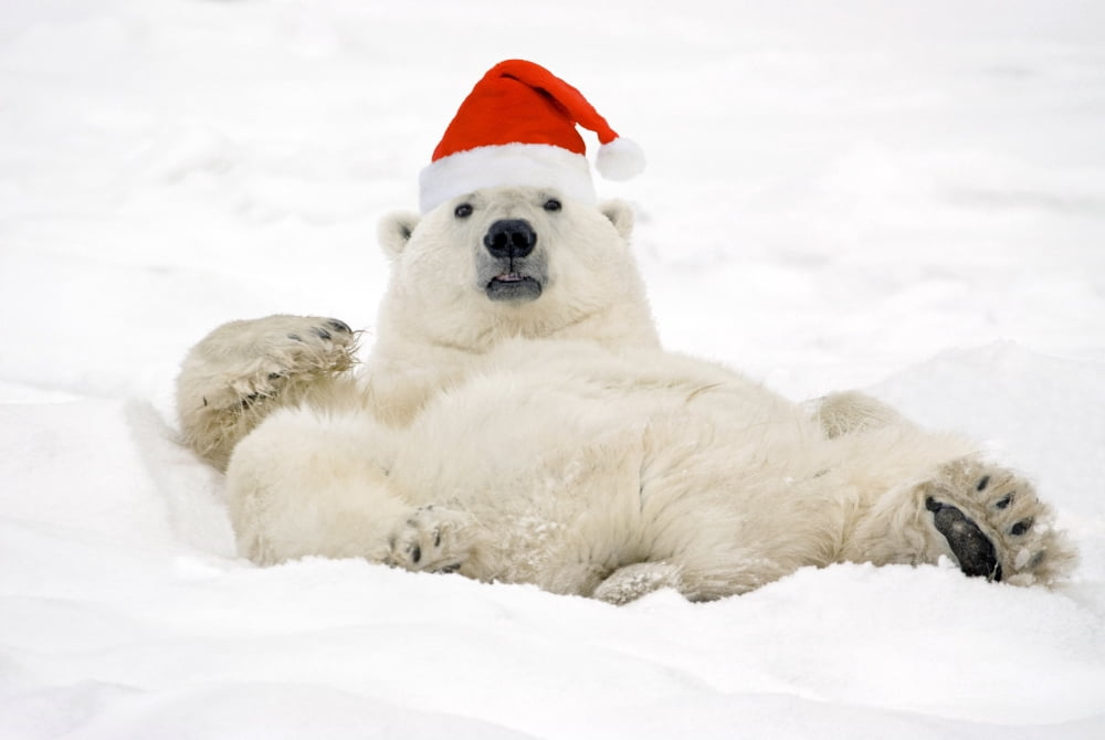 Polar Bear Wearing Santa Hat Lying On Its Back In Snow At Churchill Manitoba Canada Composite Canvas Art - Tom Soucek Design Pics (17 x 11)