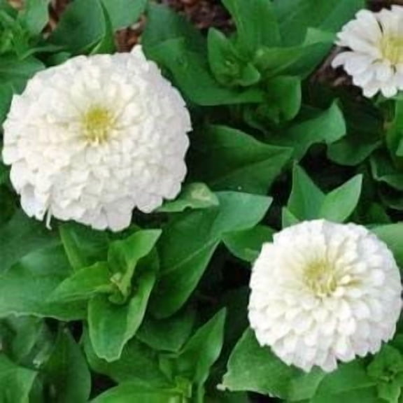 Polar Bear White Zinnias - 100+ Seeds - White Flower Seeds, Open Pollinated Seed Attracts Bees, Attracts Butterflies, Attracts Hummingbirds, Attracts Pollinators