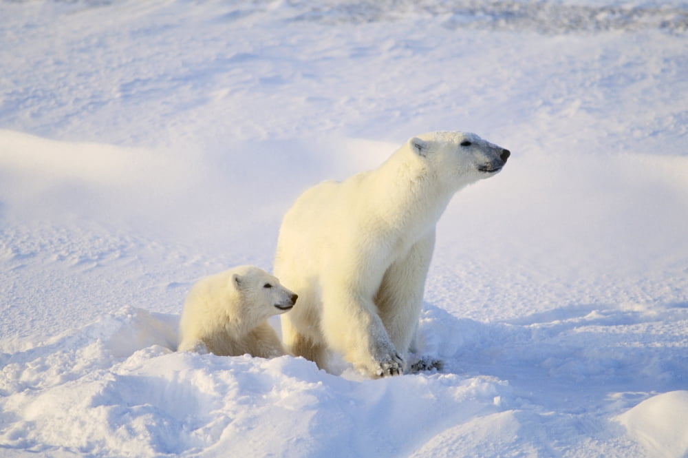 Polar Bear With Cub Canvas Art - John Pitcher Design Pics (17 x 11)