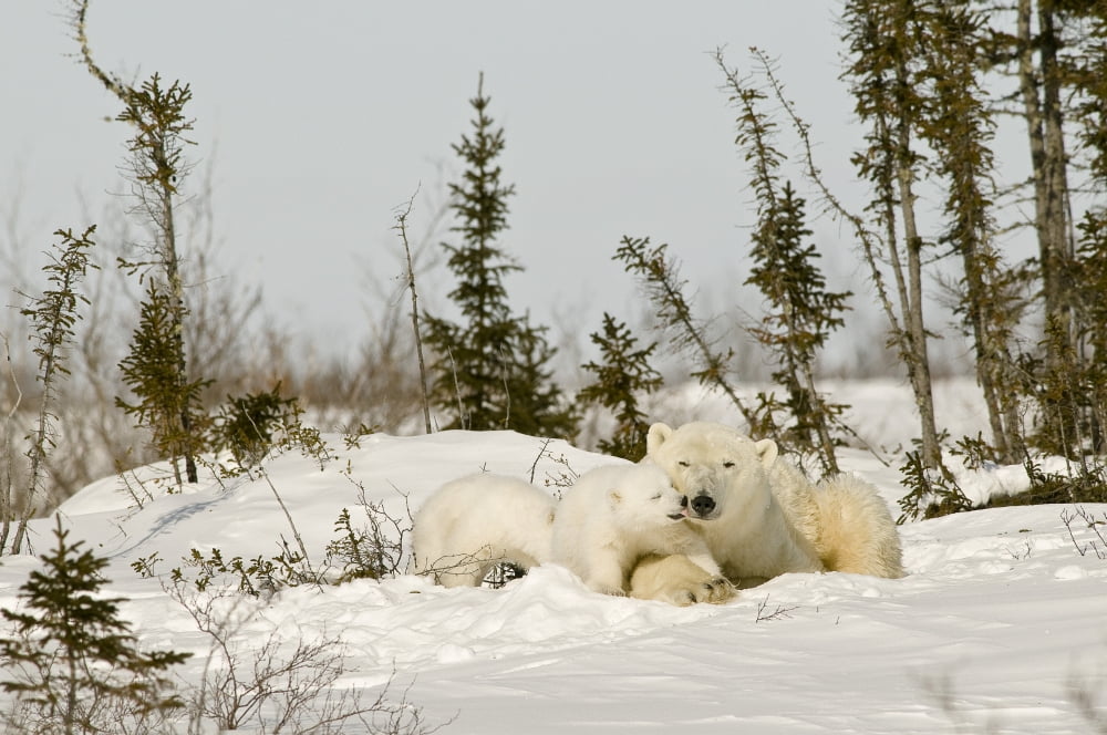 Polar Bear With Cub In Snow Canvas Art - Robert Brown Design Pics (17 x 11)