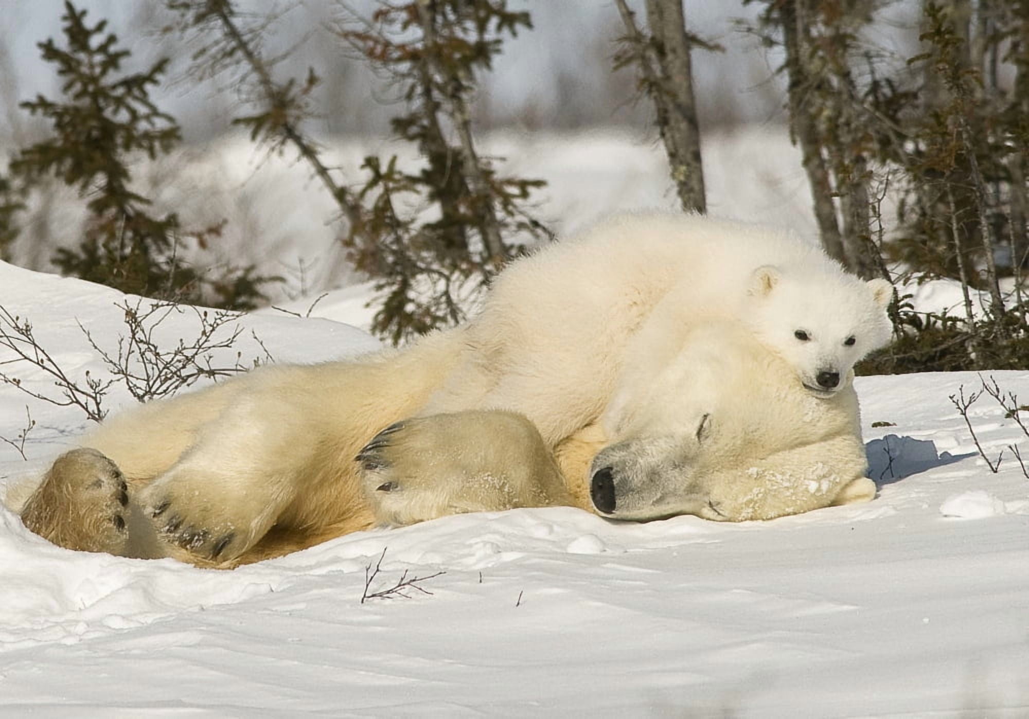 Polar Bear With Cub In Snow Canvas Art - Robert Brown Design Pics (34 x 24)