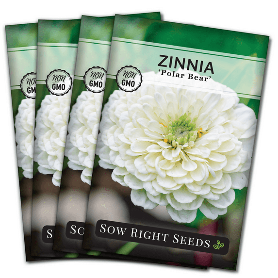 Polar Bear Zinnia Seeds - Non GMO Heirloom Varieties for your Flower Garden - 4 Pack