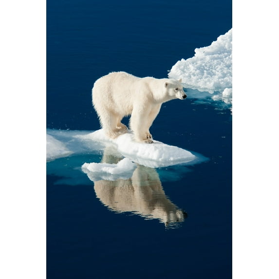 Polar Bear and Reflection (24x36 Giclee Gallery Art Print, Vivid Textured Wall Decor)