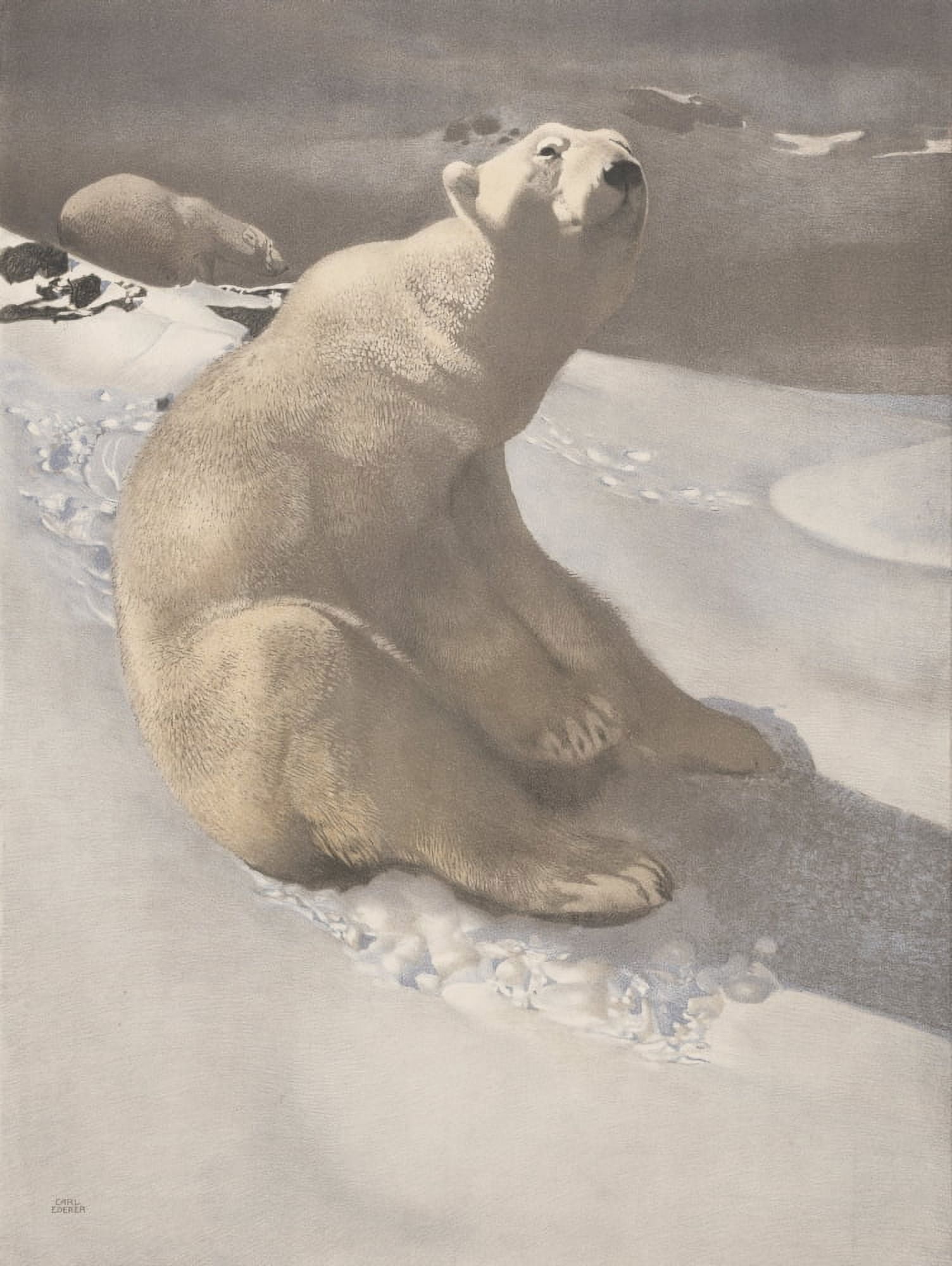 Polar Bear c1920 Canvas Art - Carl Ederer (18 x 24)