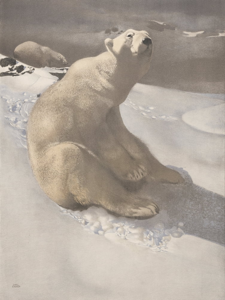 Polar Bear c1920 Canvas Art - Carl Ederer (24 x 36)