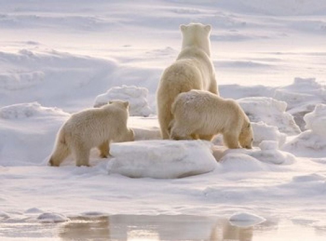 Polar Bear in Churchill Canvas Art - Jaynes Gallery DanitaDelimont (24 x 18)