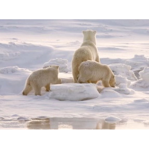 Polar Bear in Churchill Poster Print by Jaynes Gallery (26 x 19)