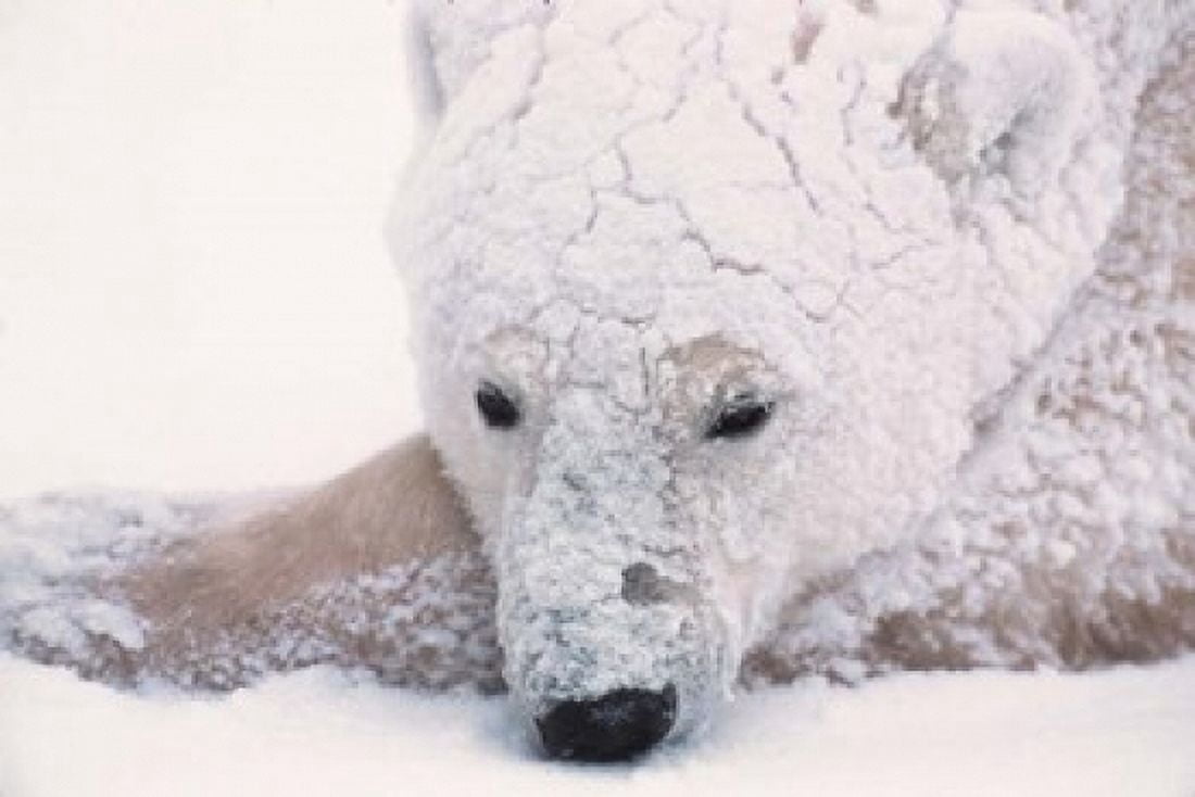 Polar Bear on Hudson Bay Churchill Manitoba Canvas Art - Dee Ann Pederson DanitaDelimont (19 x 13)