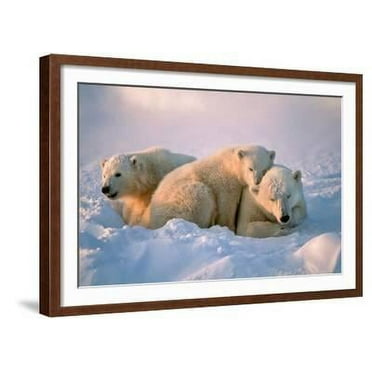 Polar Bear with Her Cubs, Animals Framed Art Print Wall Art by outdoorsman Sold by Art.Com