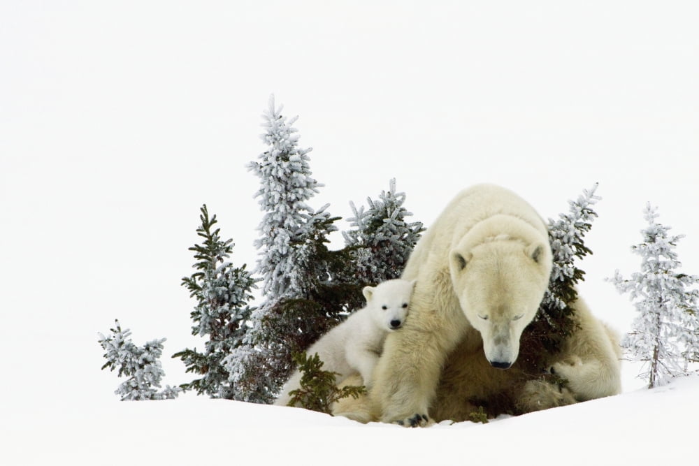 Polar Bears At Wapusk National Park Churchill Manitoba Canada Canvas Art - Richard Wear Design Pics (38 x 24)