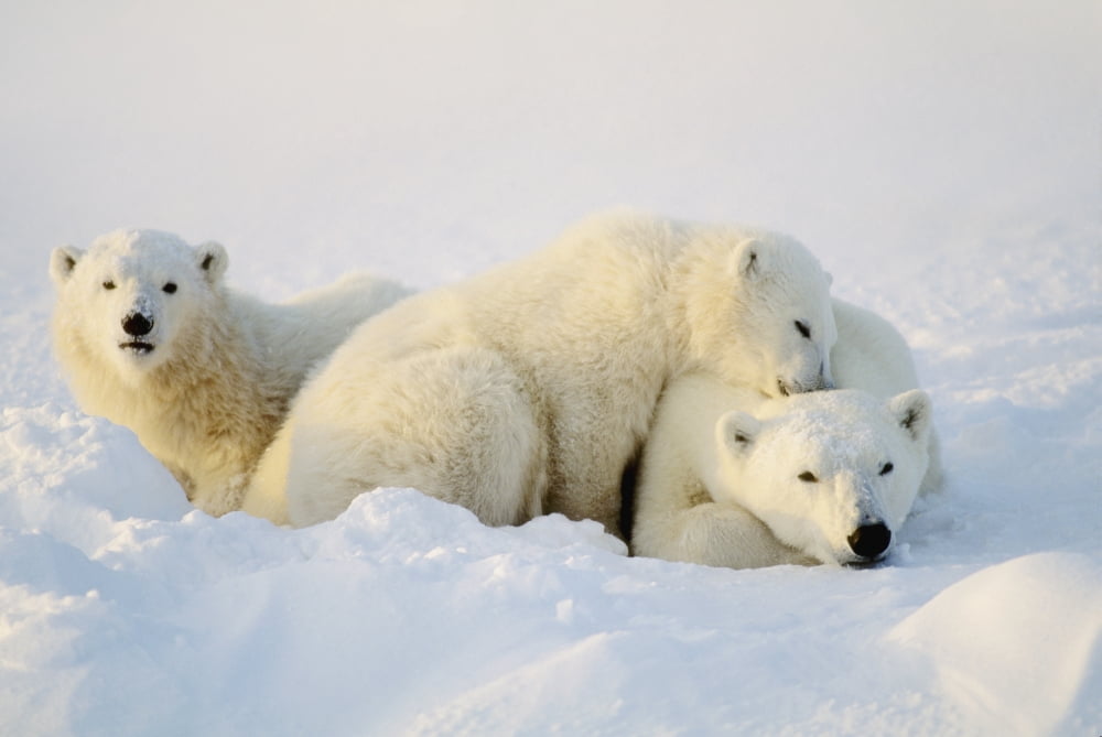 Polar Bears Canvas Art - John Pitcher Design Pics (17 x 11)