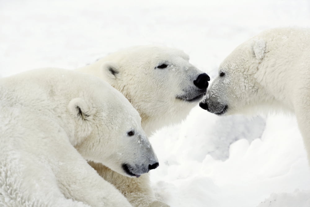 Polar Bears Canvas Art - Richard Wear Design Pics (17 x 11)