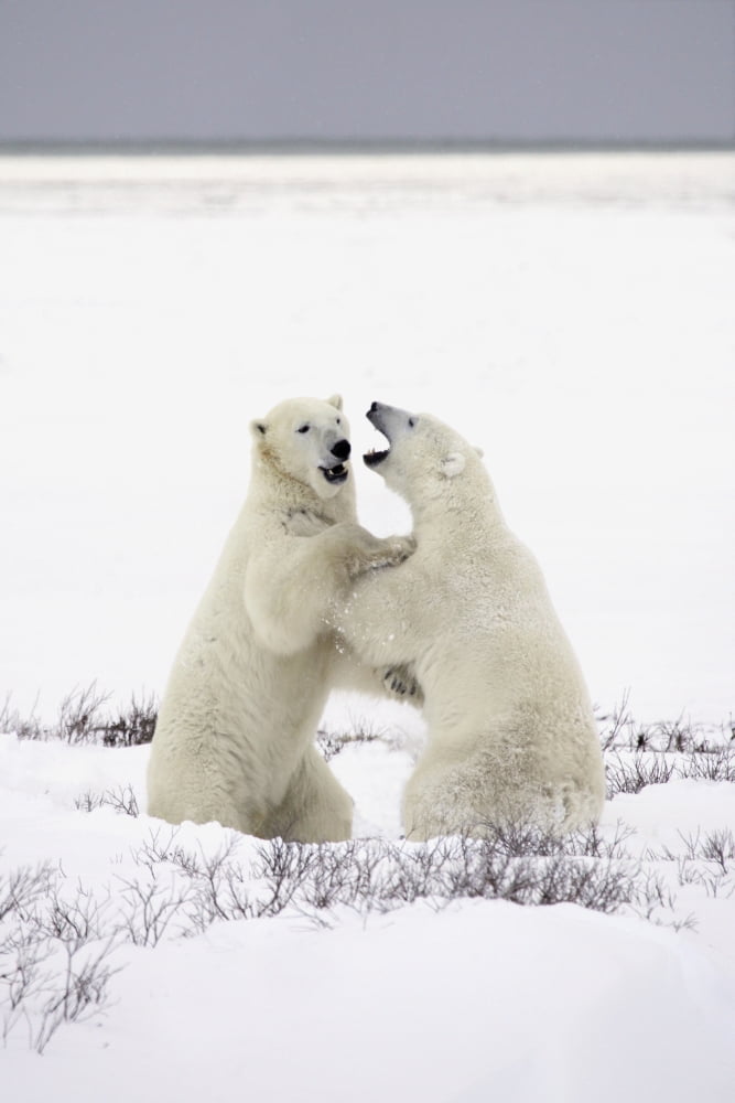Polar Bears Fighting Canvas Art - Richard Wear  Design Pics (11 x 17)