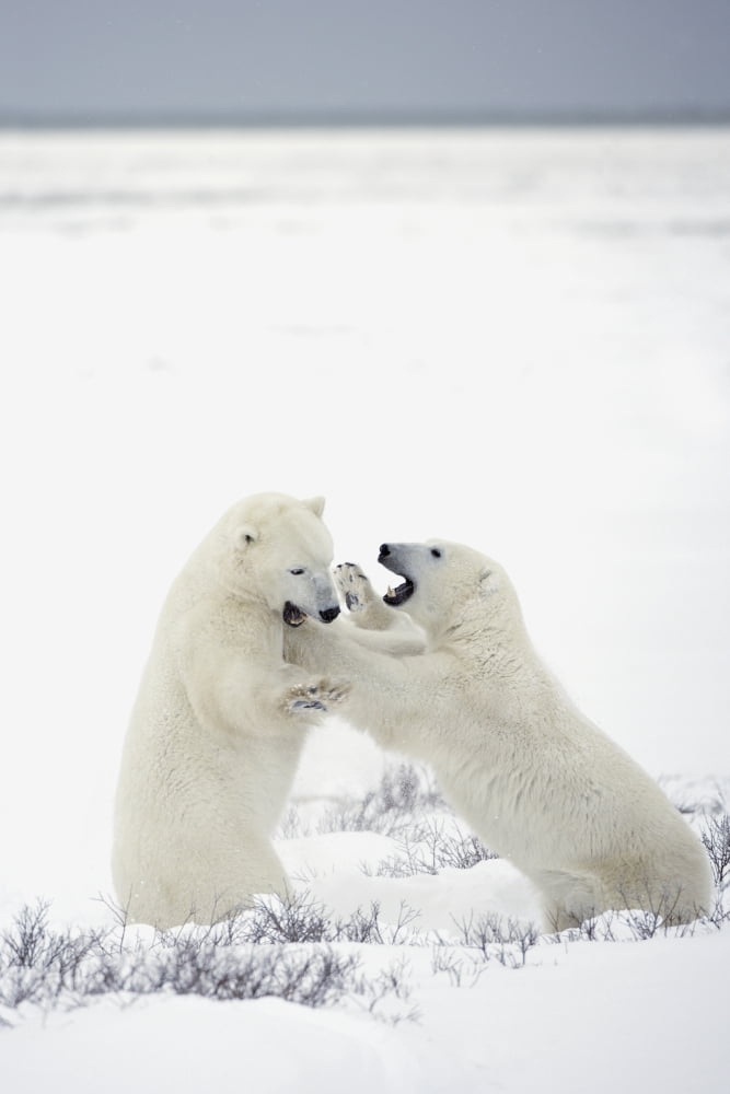 Polar Bears Fighting Canvas Art - Richard Wear Design Pics (11 x 17)