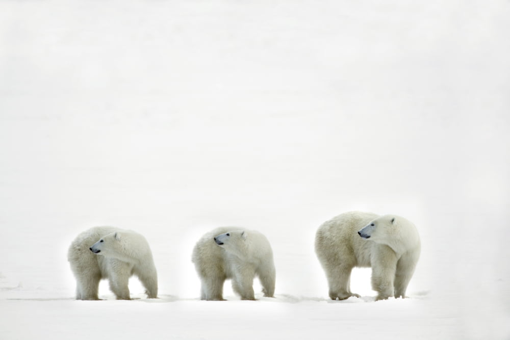 Polar Bears Looking Over Their Shoulders Canvas Art - Richard Wear Design Pics (17 x 11)