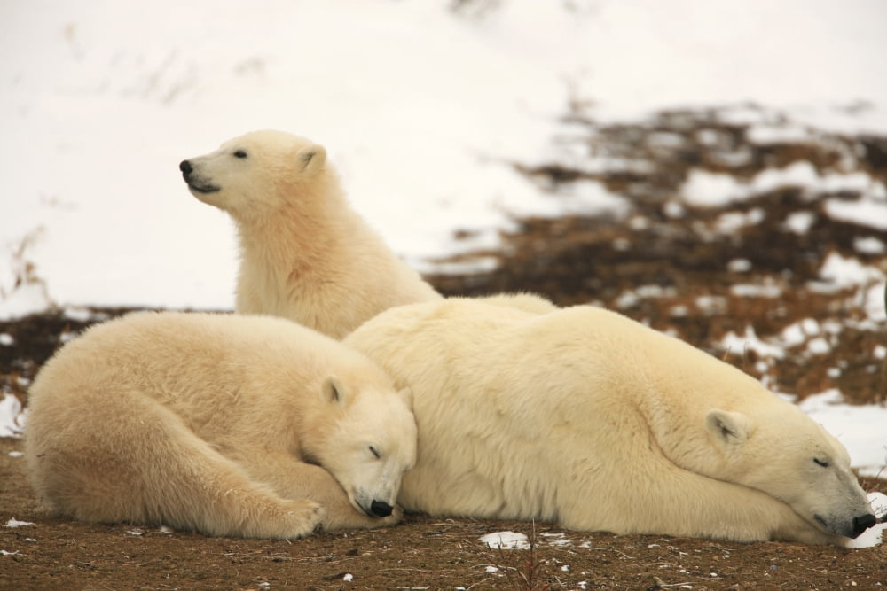 Polar Bears Mother And Two Cubs Churchill Manitoba Canvas Art - Robert Postma Design Pics (17 x 11)