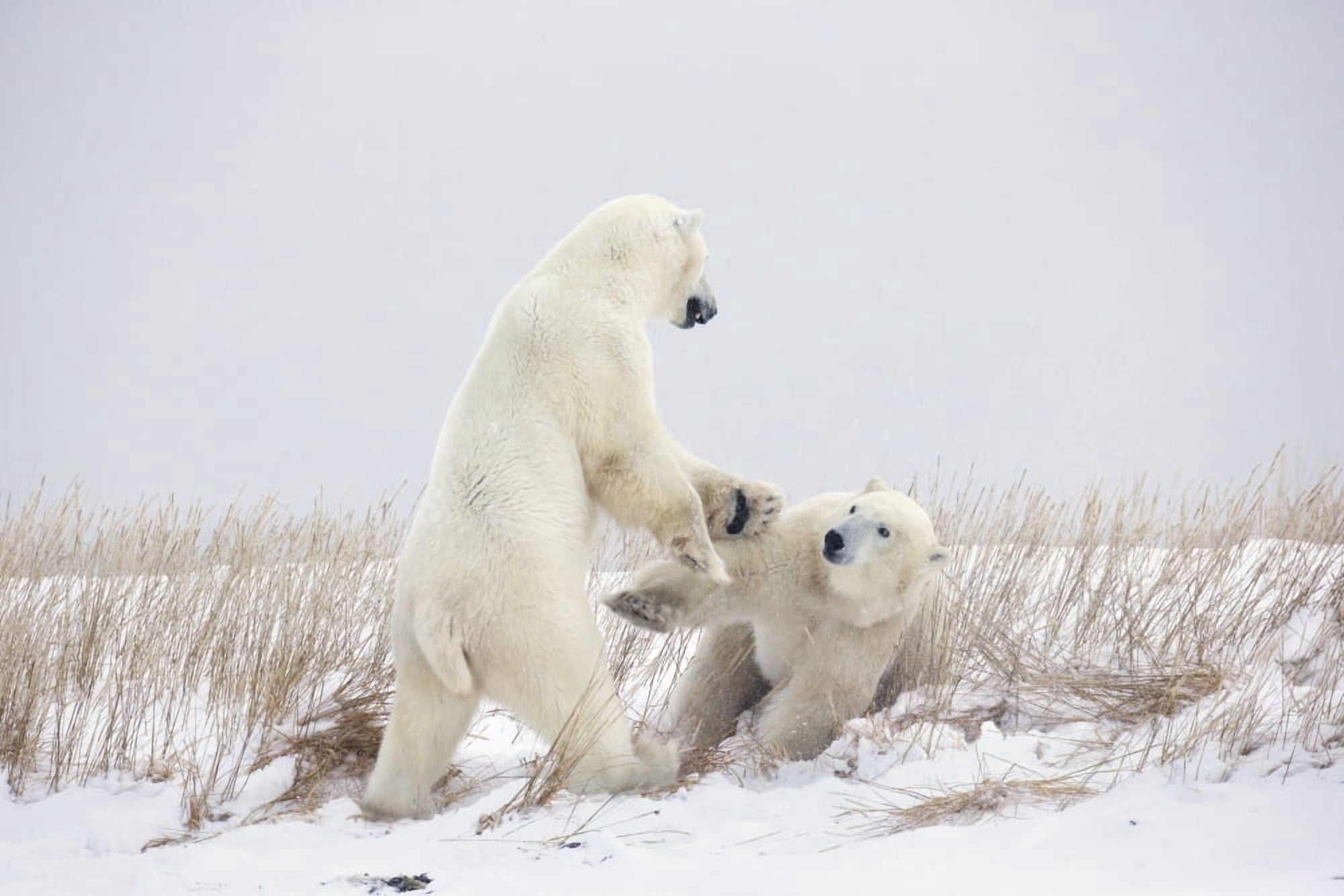 Polar Bears Play Fighting Along The Shores Of Hudsons BayChurchill Manitoba Canada Canvas Art - Robert Postma Design Pics (19 x 12)