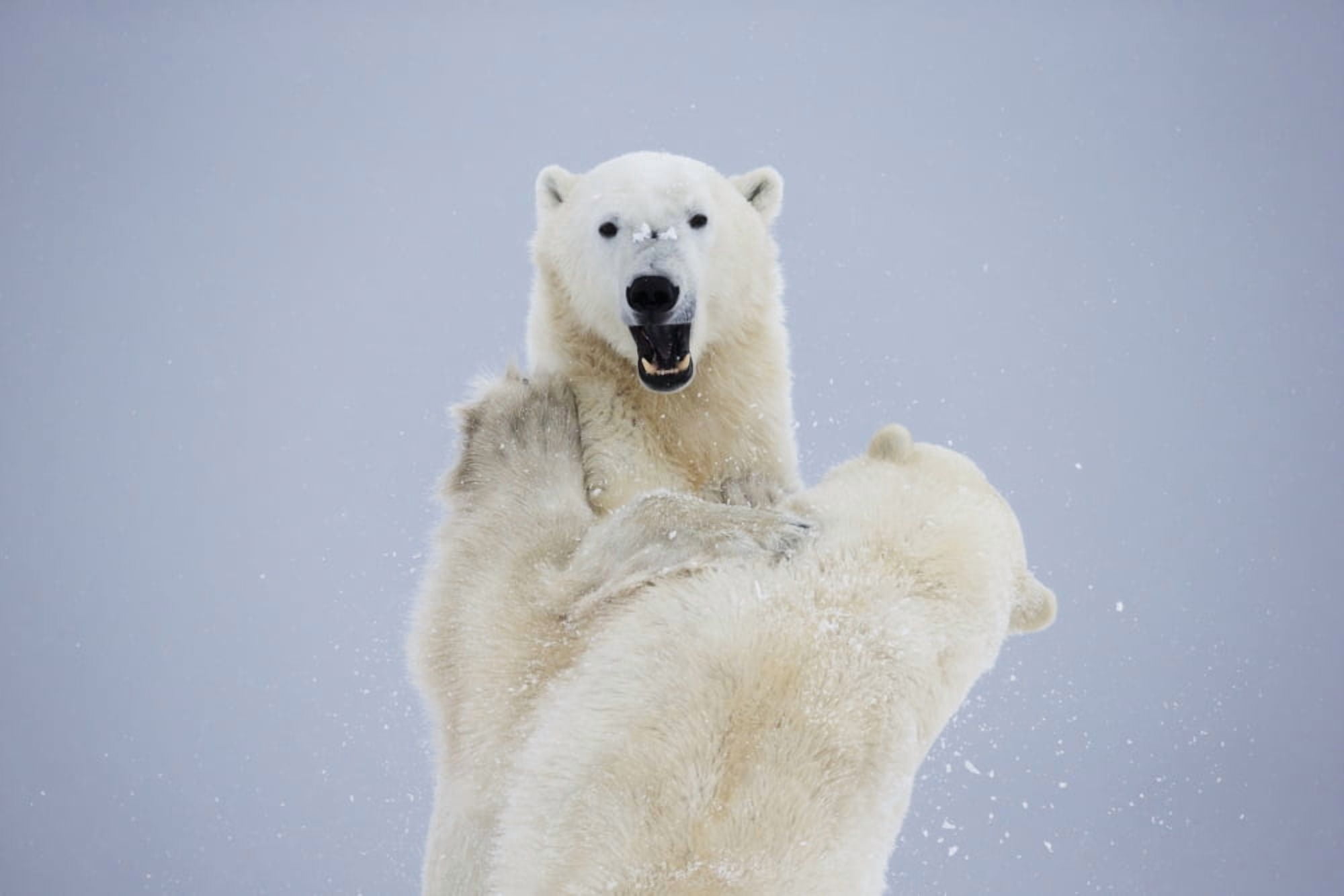 Polar Bears Play Fighting Along The Shores Of Hudsons BayChurchill Manitoba Canada Canvas Art - Robert Postma Design Pics (19 x 12)