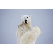 Polar Bears Play Fighting Along The Shores Of Hudsons BayChurchill Manitoba Canada Canvas Art - Robert Postma Design Pics 19 x 12