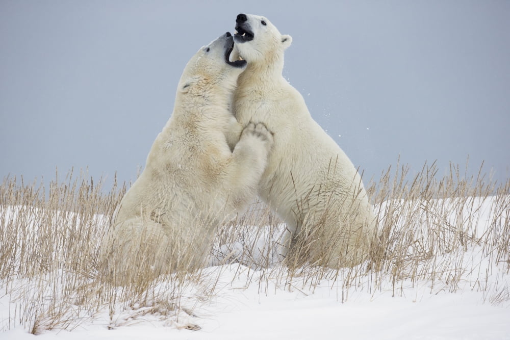 Polar Bears Play Fighting Along The Shores Of Hudsons BayChurchill Manitoba Canada Canvas Art - Robert Postma Design Pics (19 x 12)