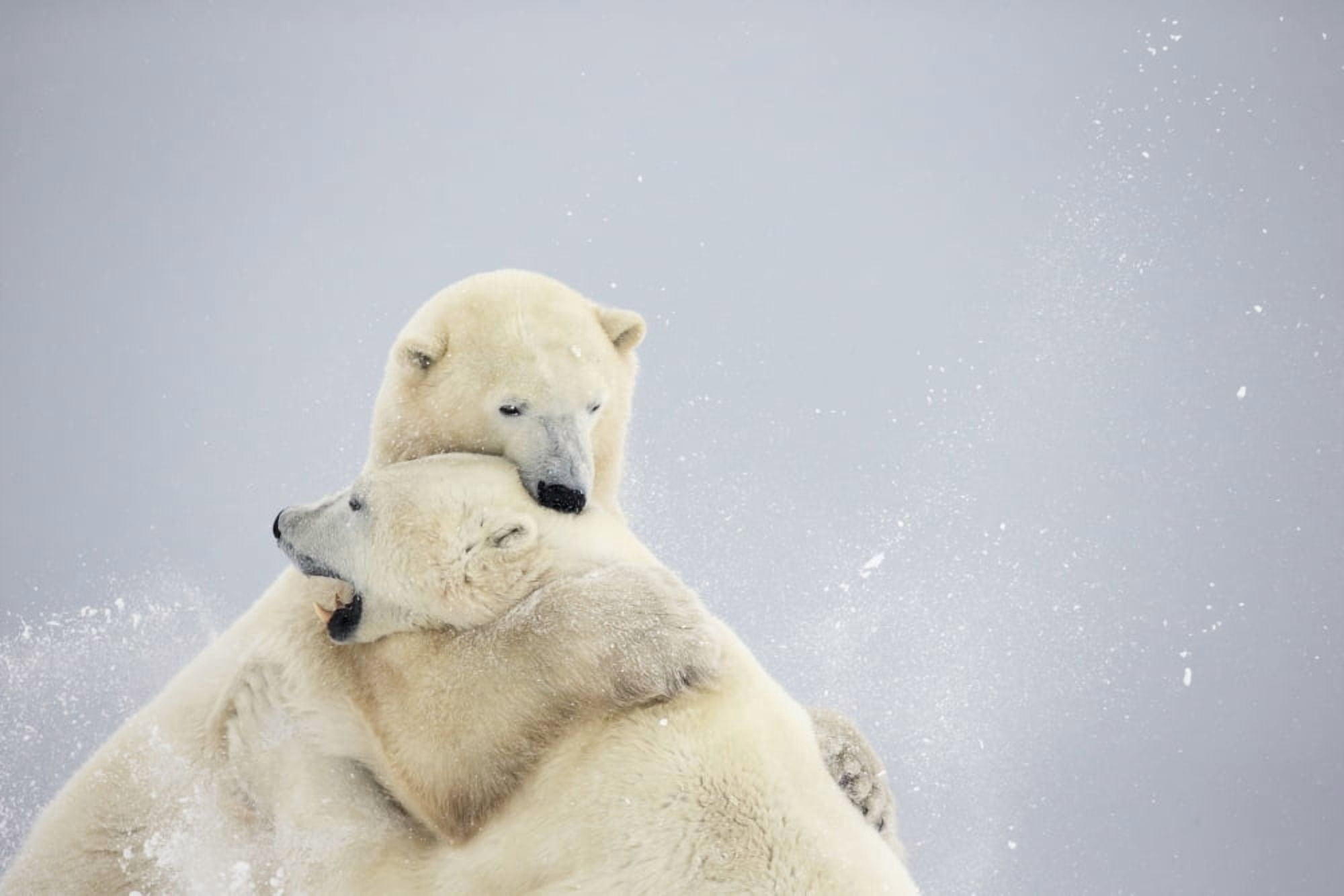 Polar Bears Play Fighting Along The Shores Of Hudsons BayChurchill Manitoba Canada Canvas Art - Robert Postma Design Pics (19 x 12)