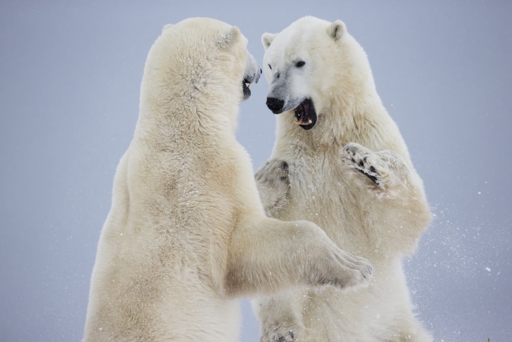 Polar Bears Play Fighting Along The Shores Of Hudsons BayChurchill Manitoba Canada Canvas Art - Robert Postma Design Pics (19 x 12)