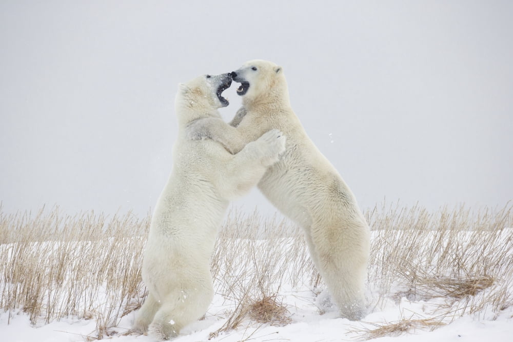 Polar Bears Play Fighting Along The Shores Of Hudsons BayChurchill Manitoba Canada Canvas Art - Robert Postma Design Pics (19 x 12)