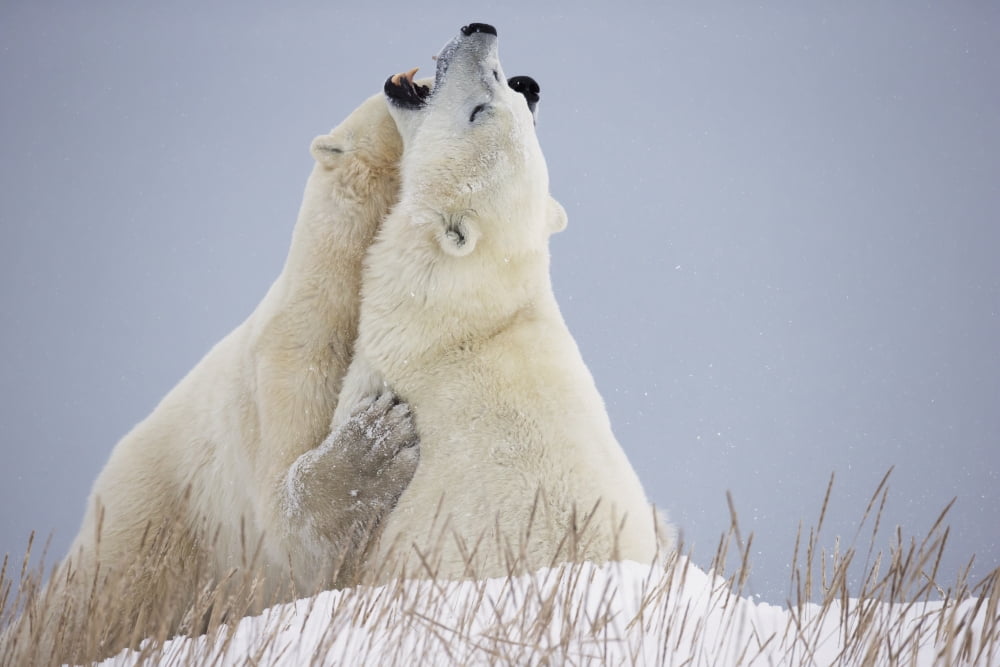 Polar Bears Play Fighting Along The Shores Of Hudsons BayChurchill Manitoba Canada Canvas Art - Robert Postma Design Pics (38 x 24)
