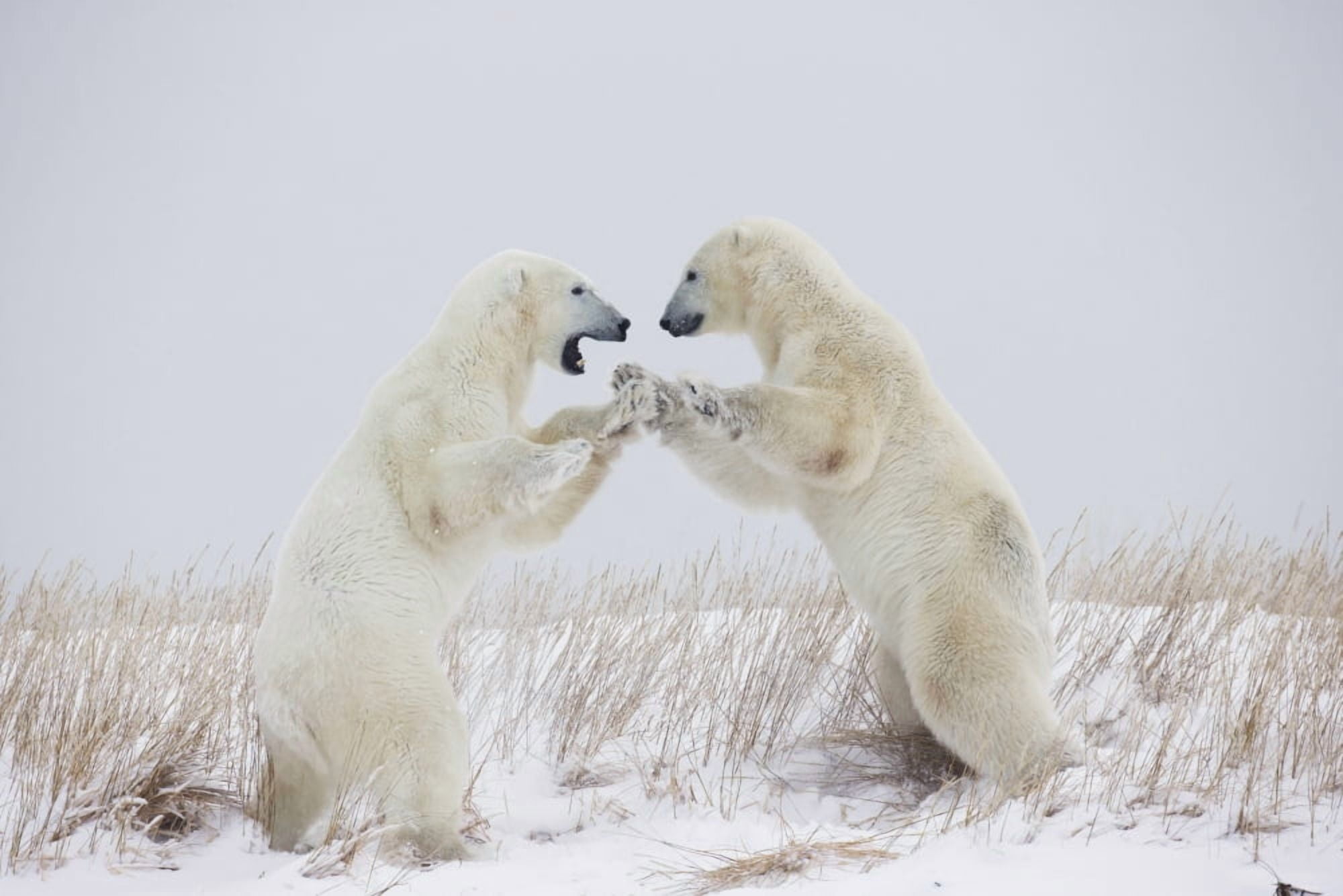 Polar Bears Play Fighting Along The Shores Of Hudsons BayChurchill Manitoba Canada Canvas Art - Robert Postma Design Pics (38 x 24)