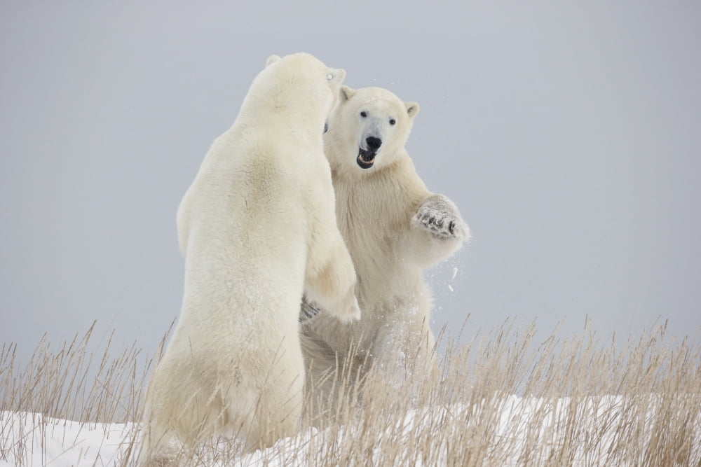 Polar Bears Play Fighting Along The Shores Of Hudsons BayChurchill Manitoba Canada Canvas Art - Robert Postma Design Pics (38 x 24)