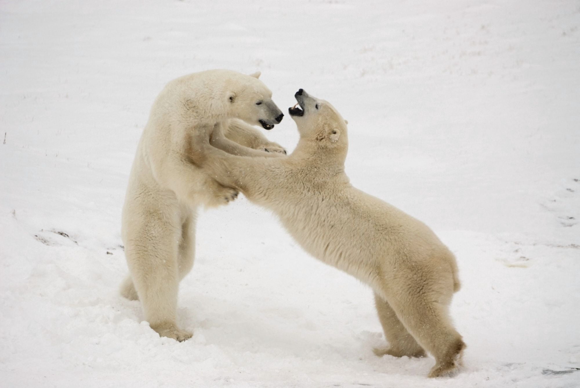 Polar Bears Play Fighting At Churchill Manitoba Canada Canvas Art - Tom Soucek Design Pics (19 x 12)