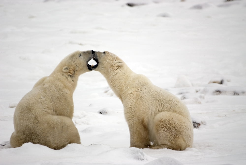 Polar Bears Play Fighting At Churchill Manitoba Canada Canvas Art - Tom Soucek Design Pics (34 x 22)