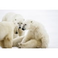 thumbnail image 1 of Polar Bears Playing Cape Churchill Manitoba Winter Portrait by Tom Soucek / Design Pics (17 x 11), 1 of 3