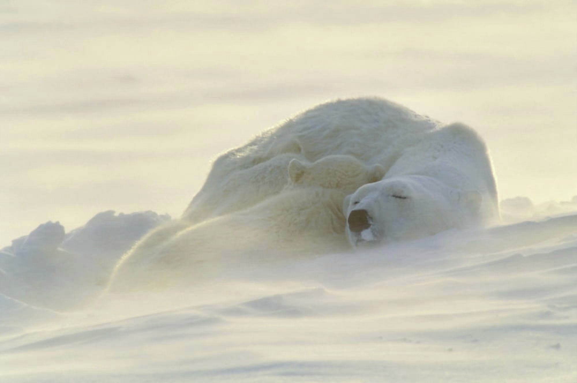 Polar Bears Sleeping At Sunset Canvas Art - John Pitcher Design Pics (34 x 22)