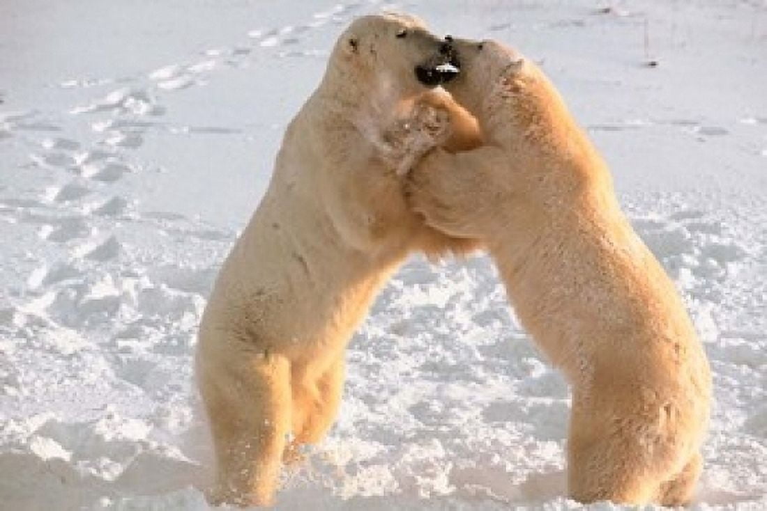 Polar Bears Sparring on Frozen Tundra of Hudson Bay Churchill Manitoba Canvas Art - Dee Ann Pederson DanitaDelimont (19 x 13)