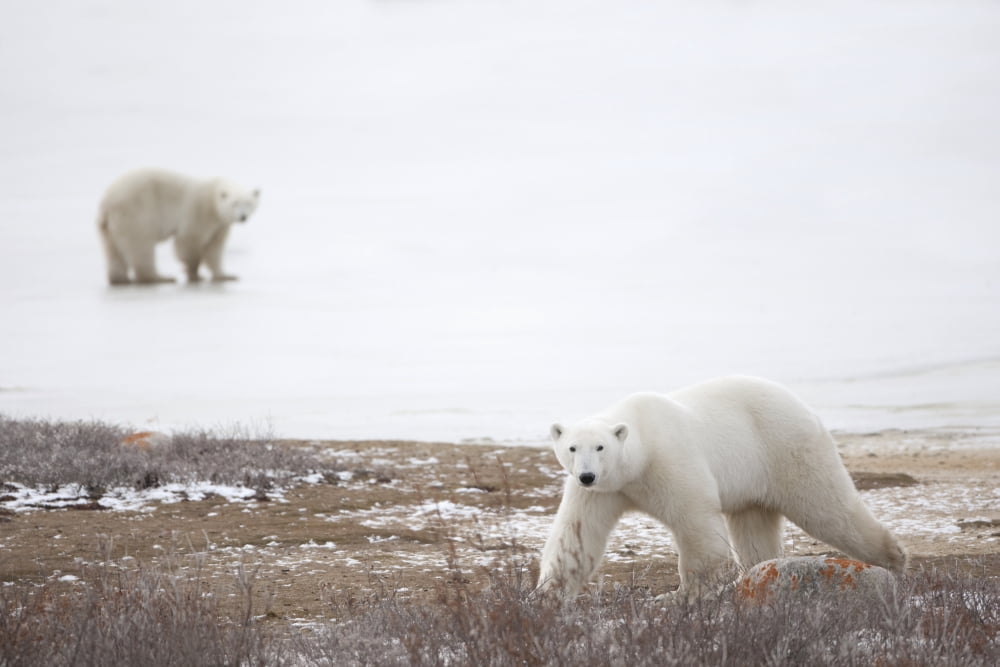 Polar Bears (Ursus Maritimus) Staring Ahead As They Walk Across The Frozen Tundra Churchill Manitoba Canada Canvas Art - Richard Wear Design Pics (40 x 26)