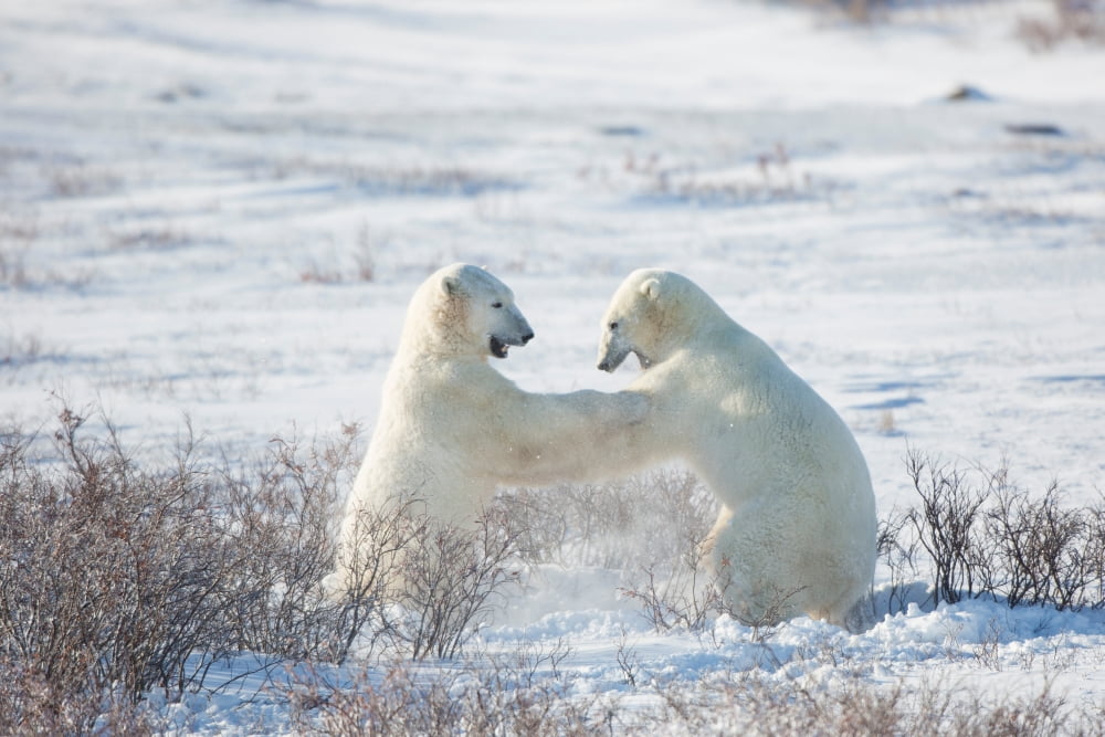 Polar Bears (Ursus maritimus) sparring in snow Churchill Wildlife Management Area Churchill Manitoba Canada Canvas Art - Panoramic Images (18 x 24)