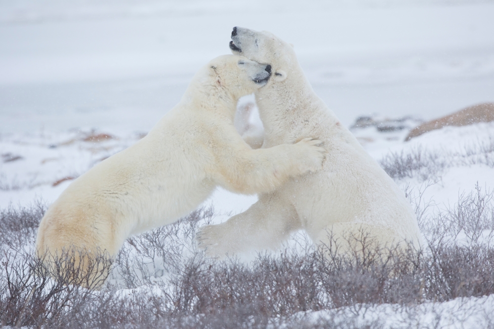 Polar Bears (Ursus maritimus) sparring in snow Churchill Wildlife Management Area Churchill Manitoba Canada Canvas Art - Panoramic Images (18 x 24)