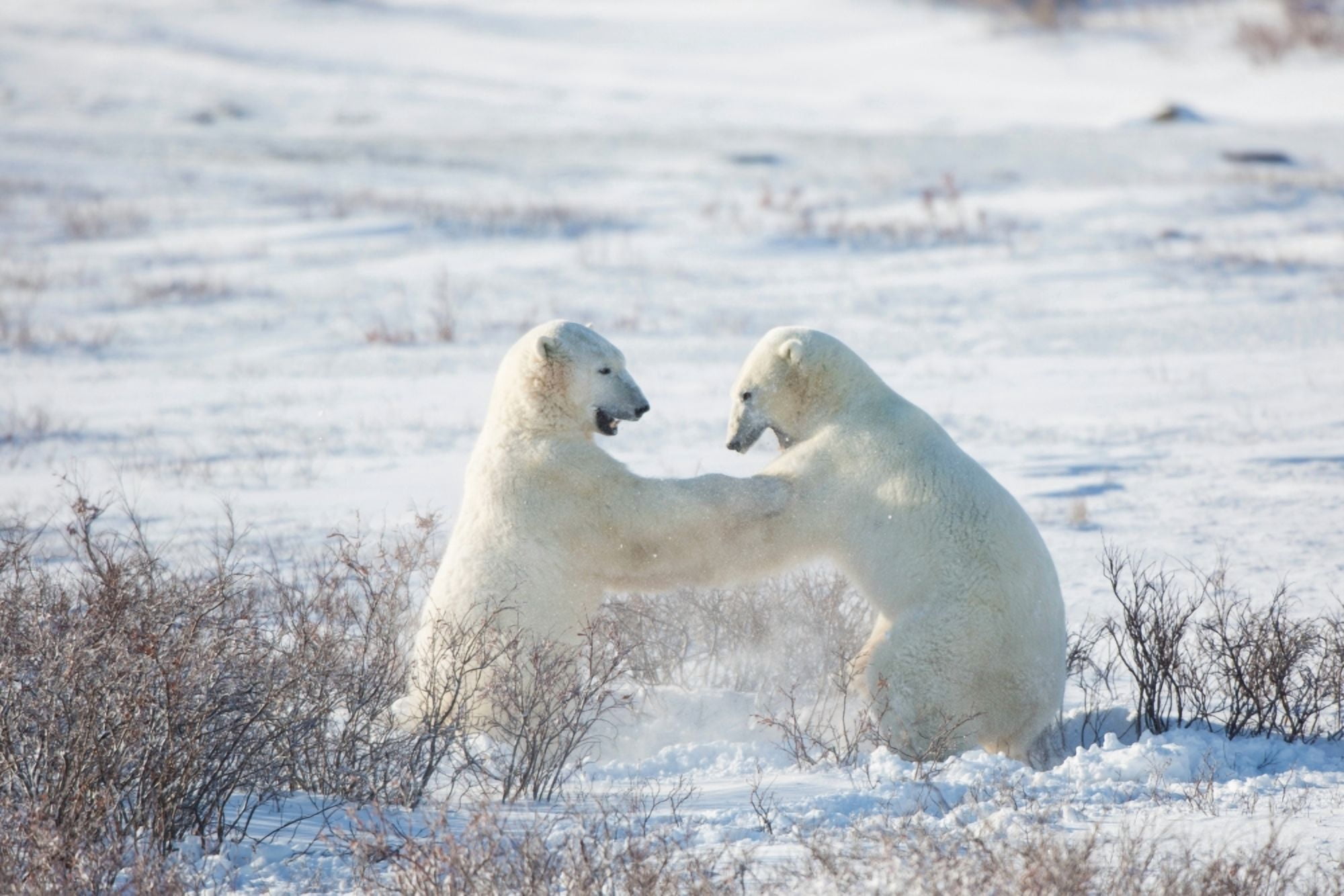 Polar Bears (Ursus maritimus) sparring in snow Churchill Wildlife Management Area Churchill Manitoba Canada Canvas Art - Panoramic Images (24 x 36)