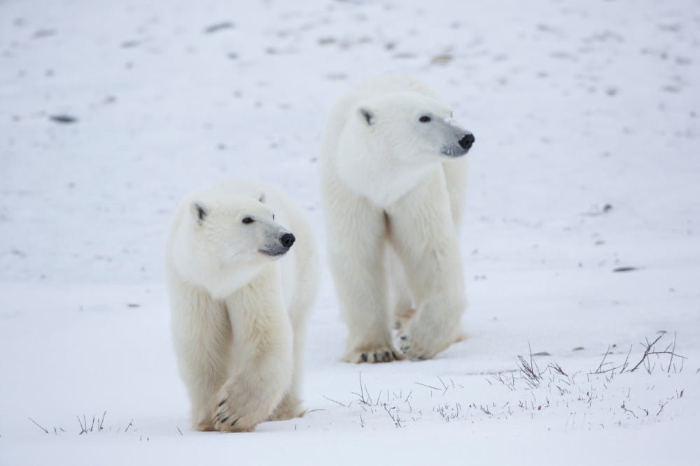 Polar Bears (Ursus maritimus) walking in snow Churchill Wildlife Management Area Churchill Manitoba Canada Canvas Art - Panoramic Images (18 x 24)