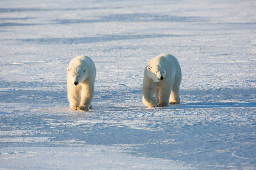 Polar Bears (Ursus maritimus) walking in snow Churchill Wildlife Management Area Churchill Manitoba Canada Canvas Art - Panoramic Images (24 x 36)