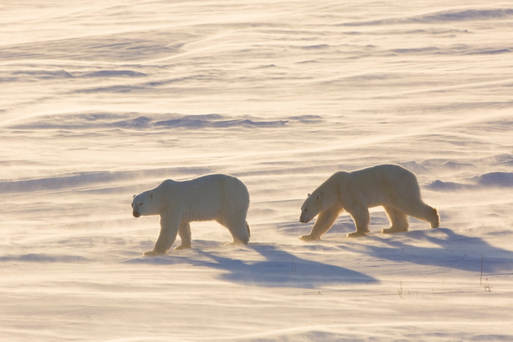 Polar Bears (Ursus maritimus) walking in snow Wapusk National Park Churchill Manitoba Canada Canvas Art - Panoramic Images (18 x 24)