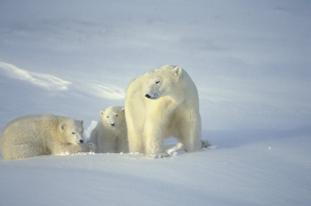 Polar Bears With Cubs Canvas Art - John Pitcher Design Pics (17 x 11)
