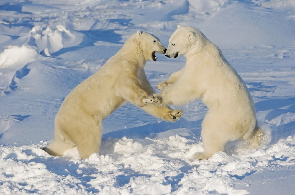 Polar Bears Wrestling And Play Fighting At Churchill Manitoba Canada Canvas Art - Tom Soucek Design Pics (38 x 24)
