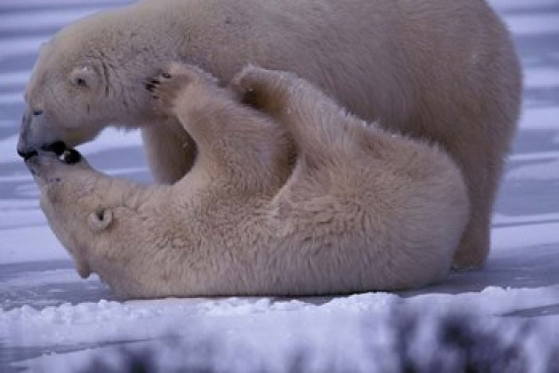 Polar Bears in Canada Canvas Art - Art Wolfe DanitaDelimont (27 x 18)