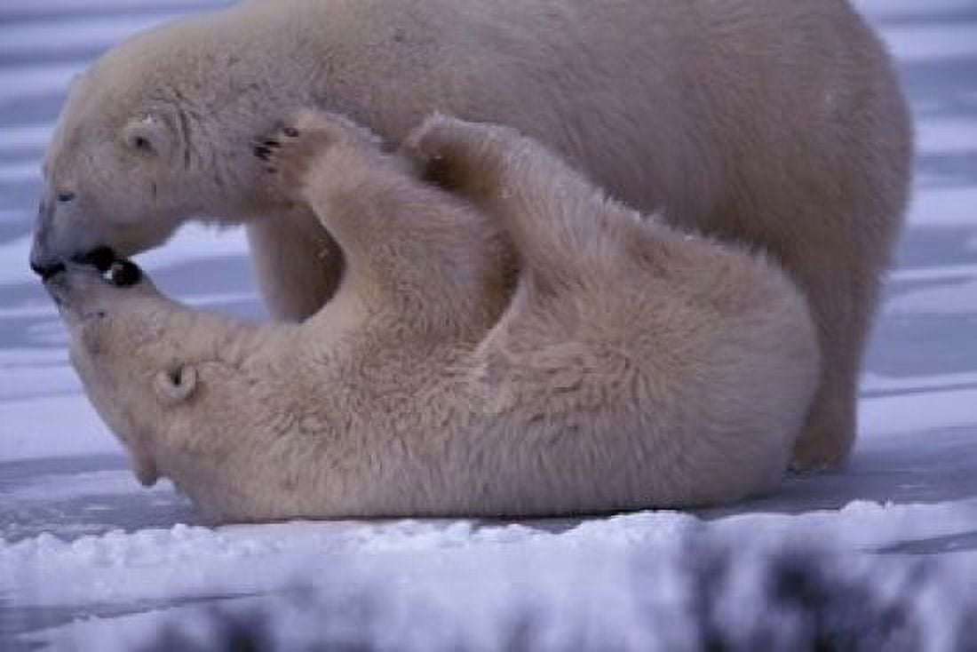 Polar Bears in Canada Canvas Art - Art Wolfe DanitaDelimont (36 x 24)
