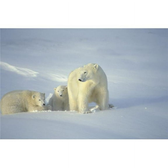 Polar Bears with Cubs Poster Print by John Pitcher, 34 x 22 - Large