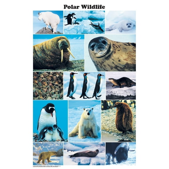 Polar Wildlife Photographic Poster 24x36