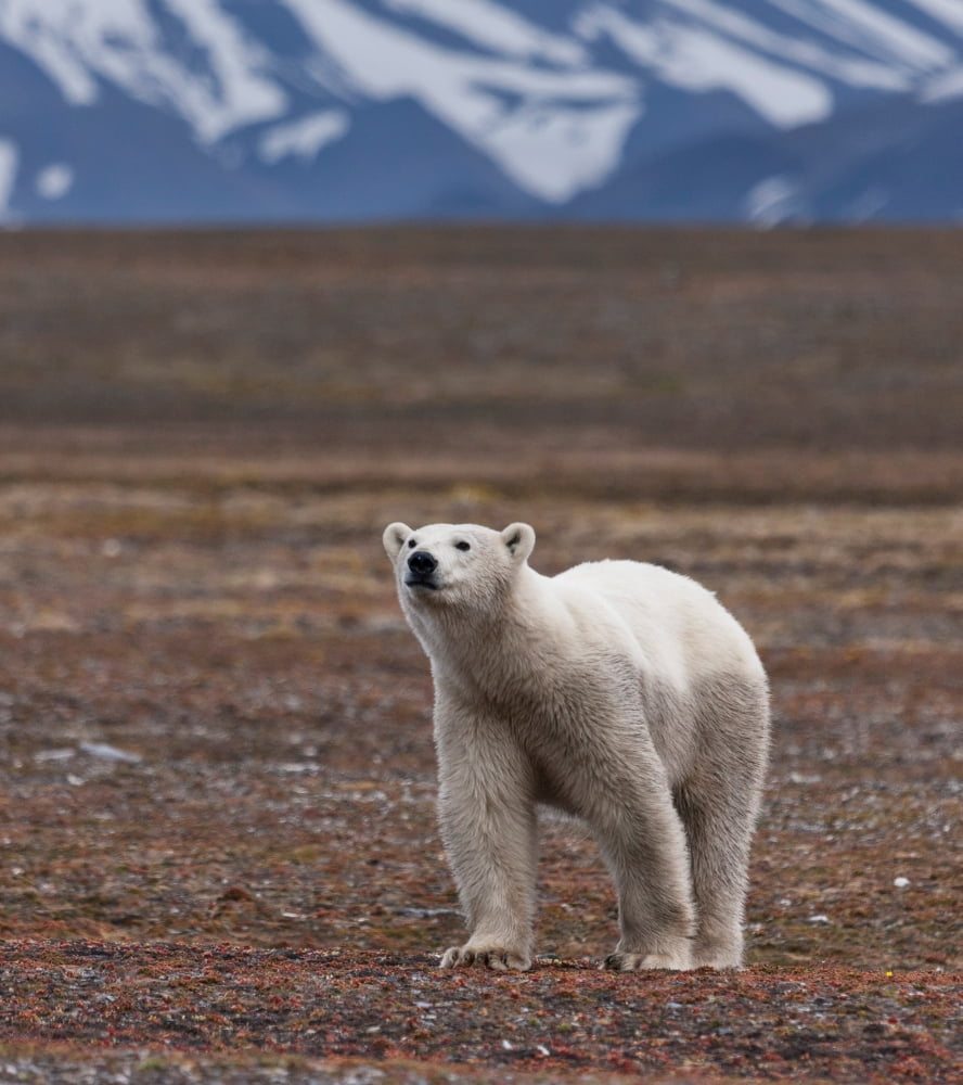 Polar bear Spitsbergen Island Svalbard Norway Canvas Art - Panoramic Images (24 x 24)