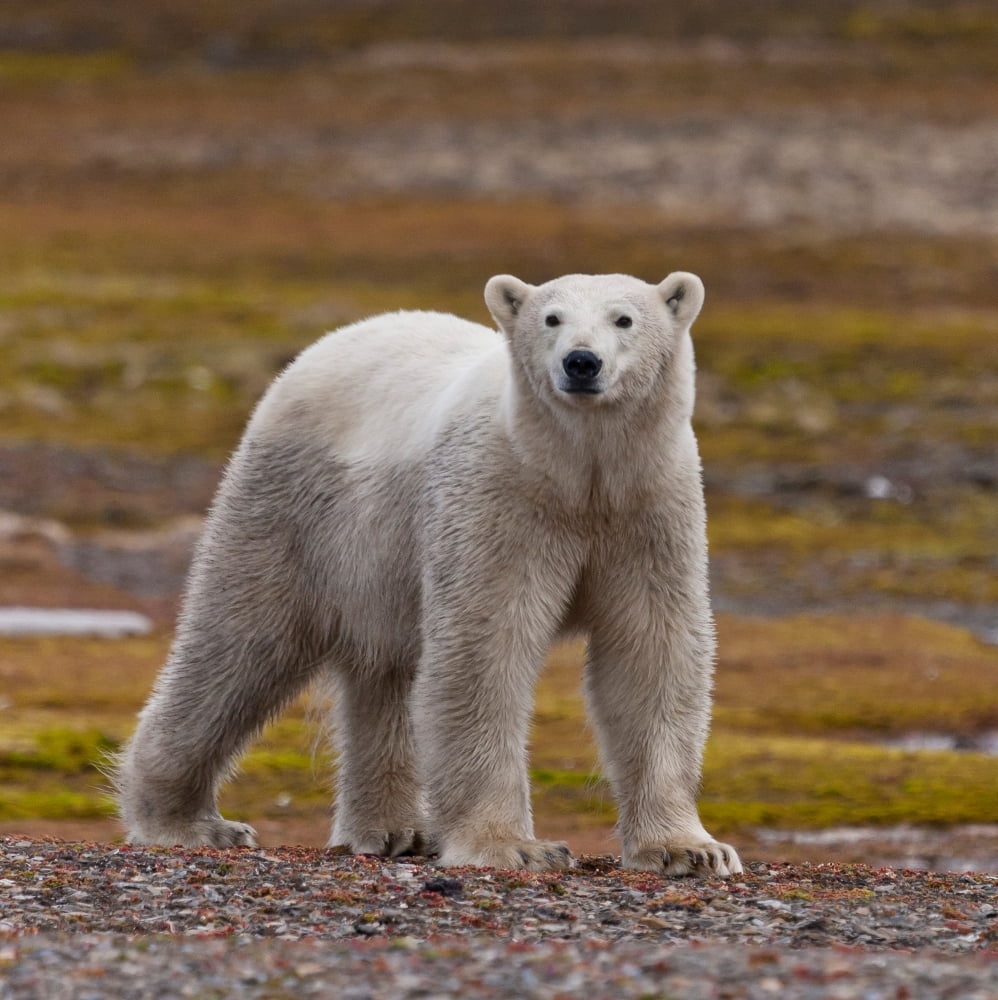 Polar bear Spitsbergen Island Svalbard Norway Canvas Art - Panoramic Images (24 x 24)